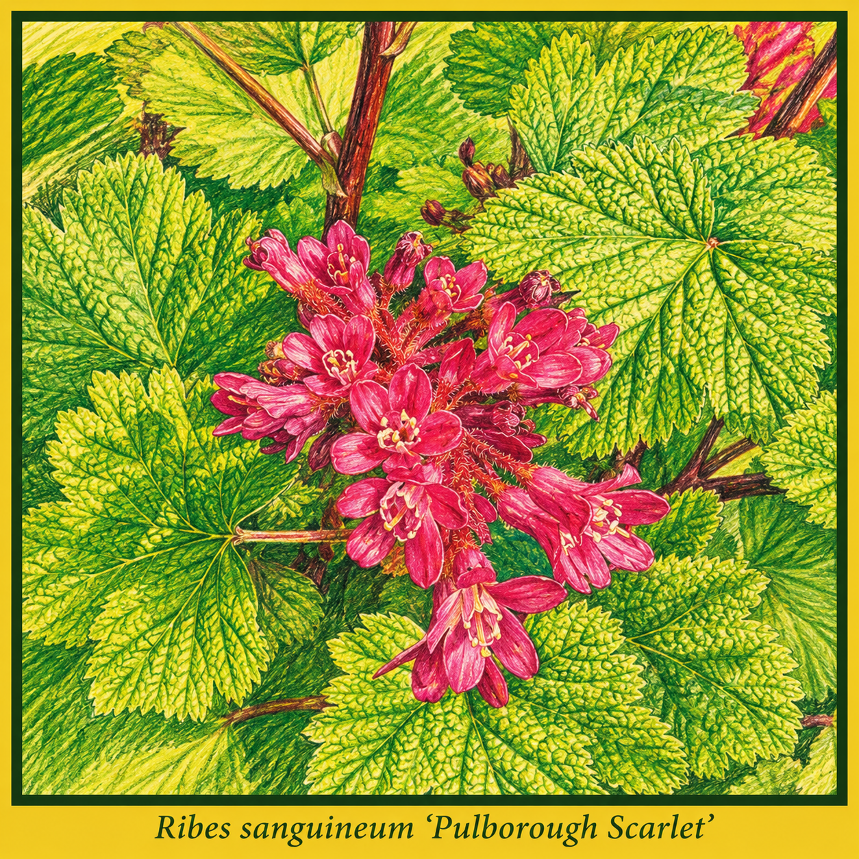 sanguineum pulborough scarlet.png sanguineum pulborough scarlet.png